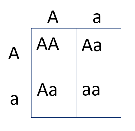 File:PunnettSquare.png