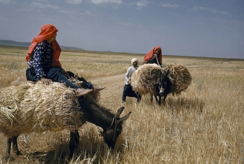 File:Modern Syrian donkey.jpg